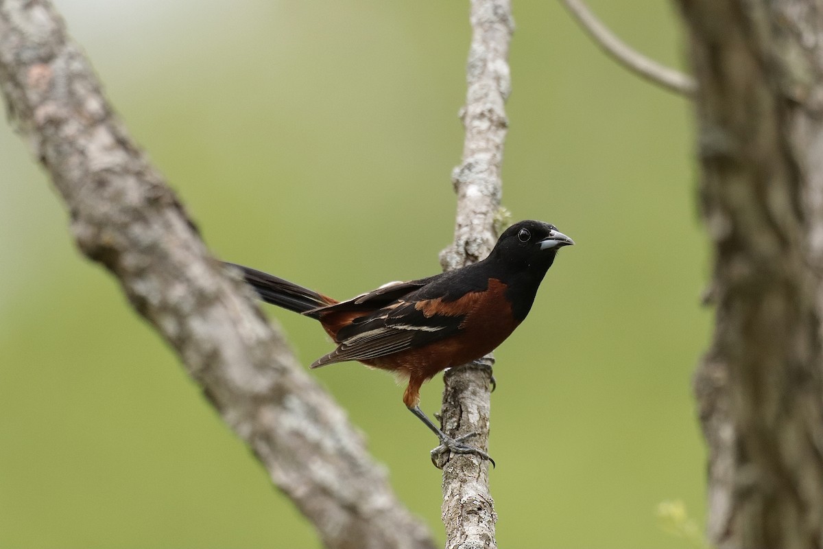 Orchard Oriole - ML619011213