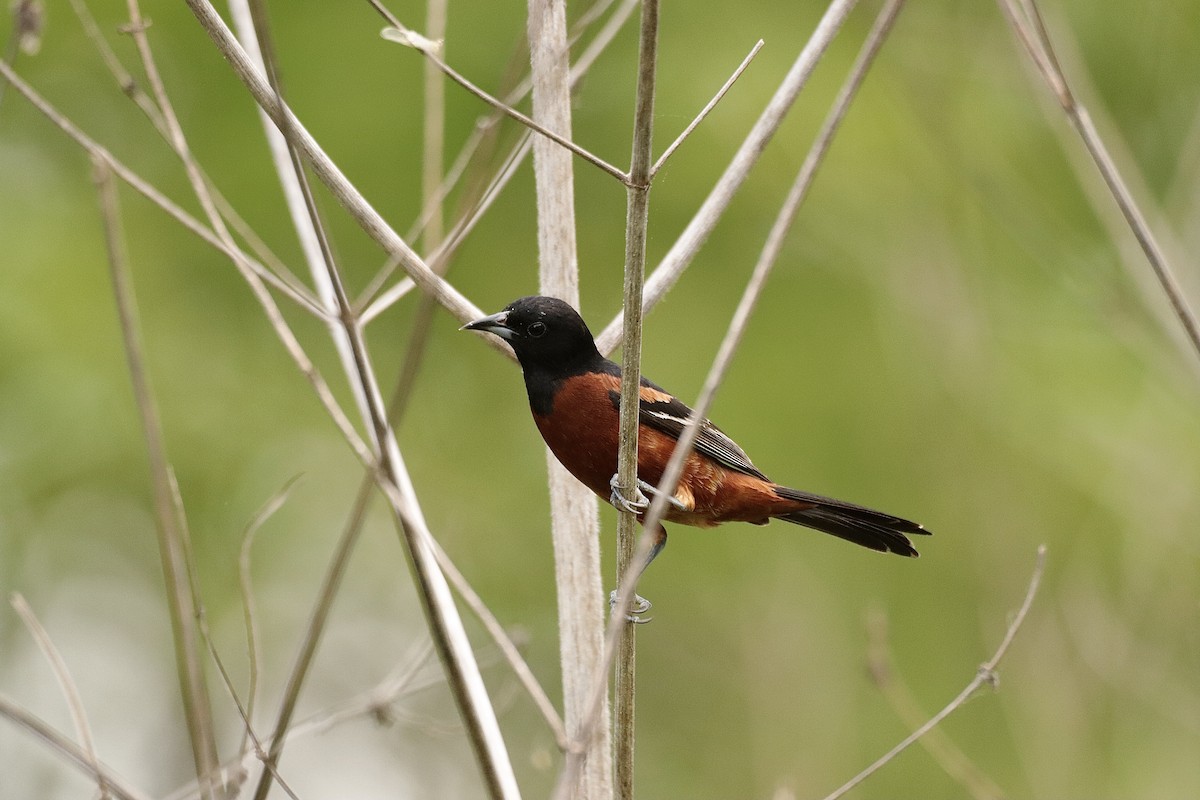 Orchard Oriole - ML619011214