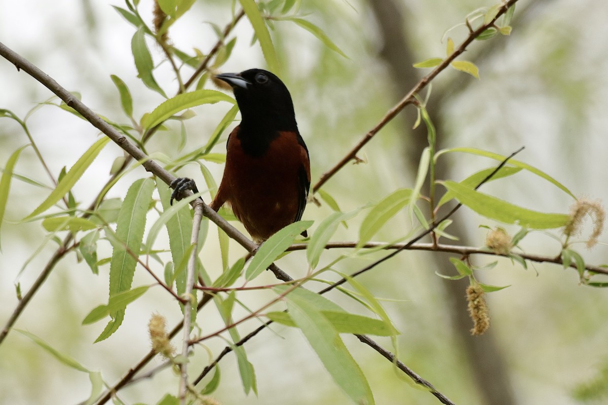 Orchard Oriole - ML619011215