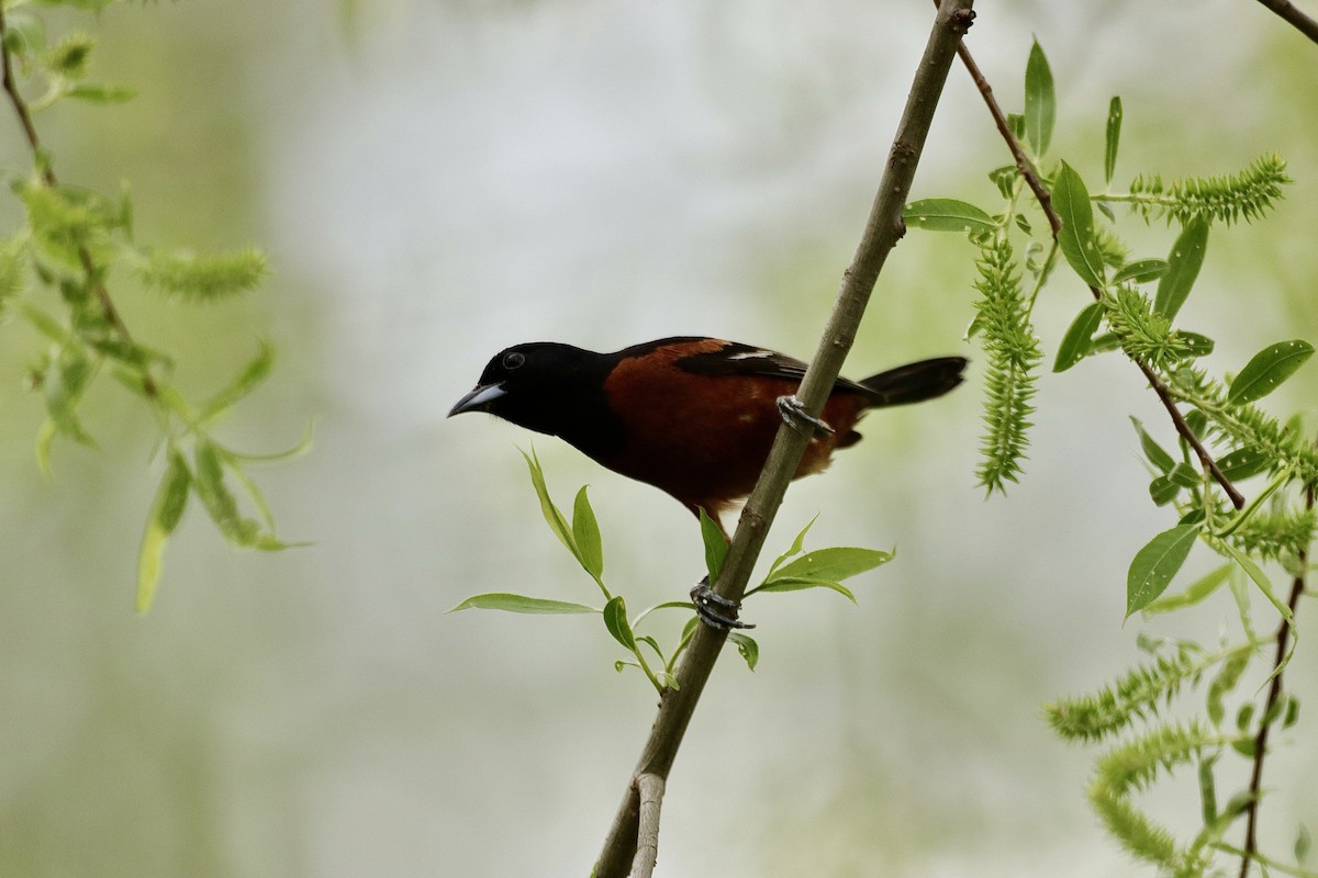 Orchard Oriole - ML619011216