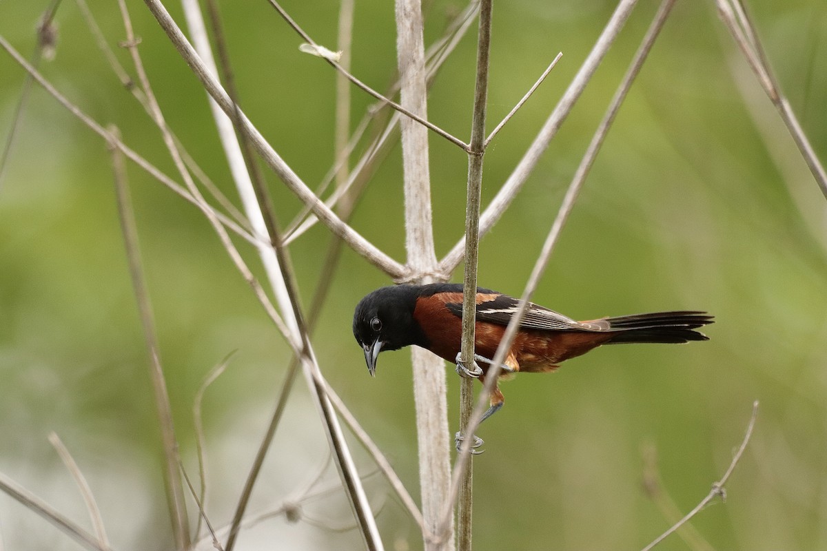 Orchard Oriole - ML619011217