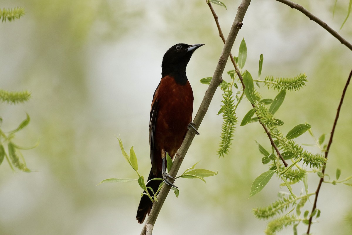Orchard Oriole - ML619011218