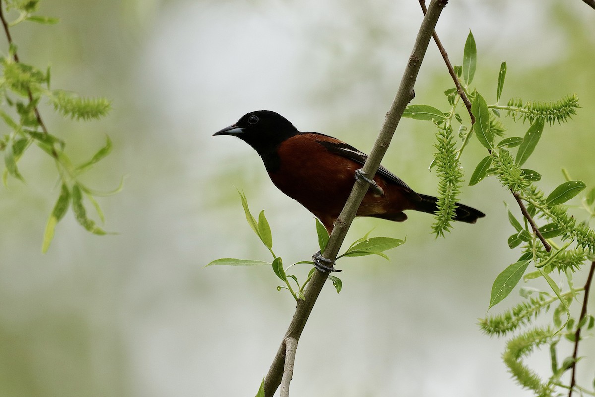 Orchard Oriole - ML619011219
