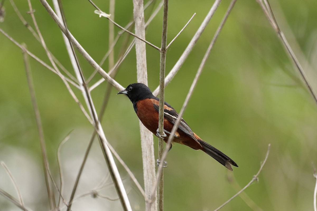 Orchard Oriole - ML619011220