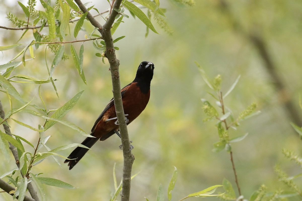 Orchard Oriole - ML619011221