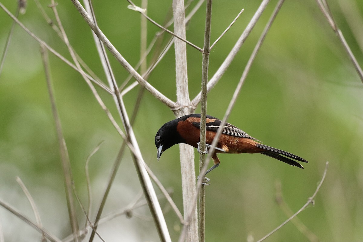 Orchard Oriole - ML619011222