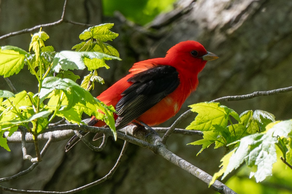 Scarlet Tanager - ML619011223