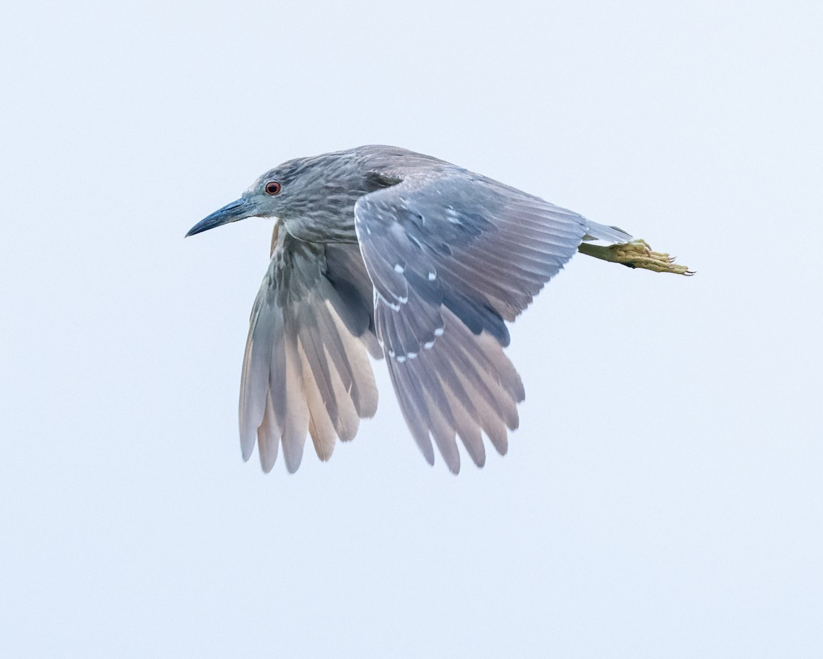 Black-crowned Night Heron - ML619011240