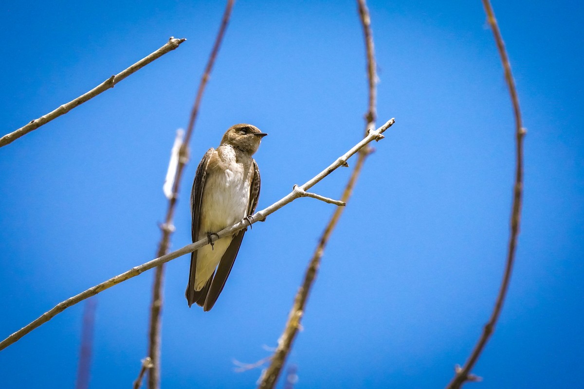 Northern Rough-winged Swallow - ML619011251