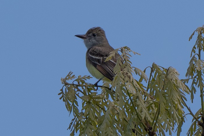 Great Crested Flycatcher - ML619011278