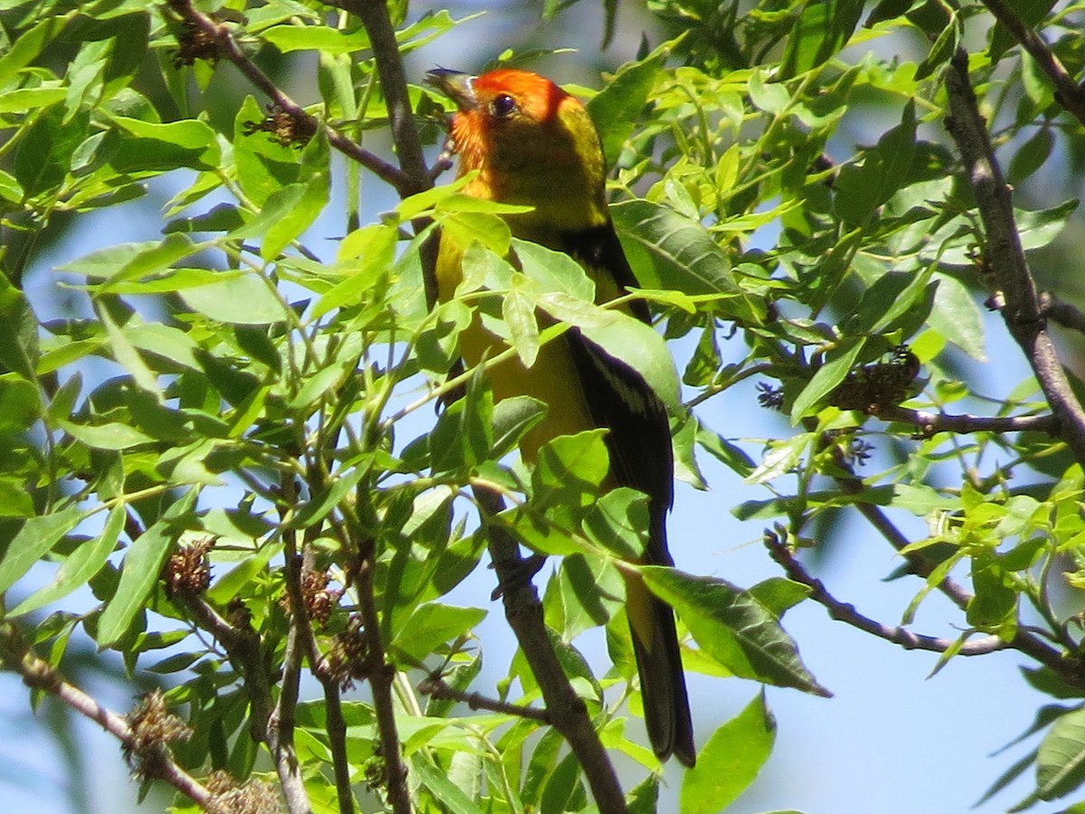 Western Tanager - ML619011302