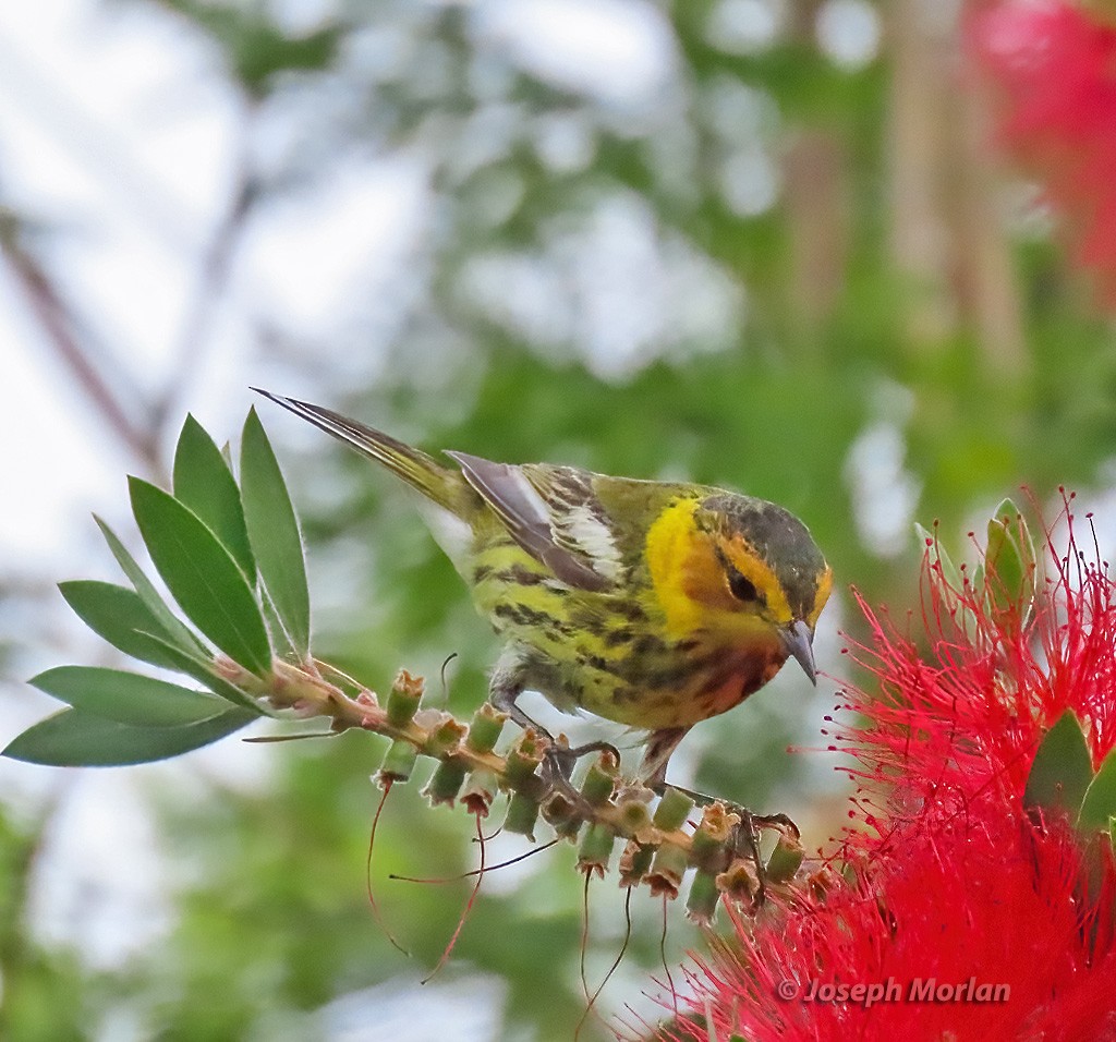Cape May Warbler - ML619011306