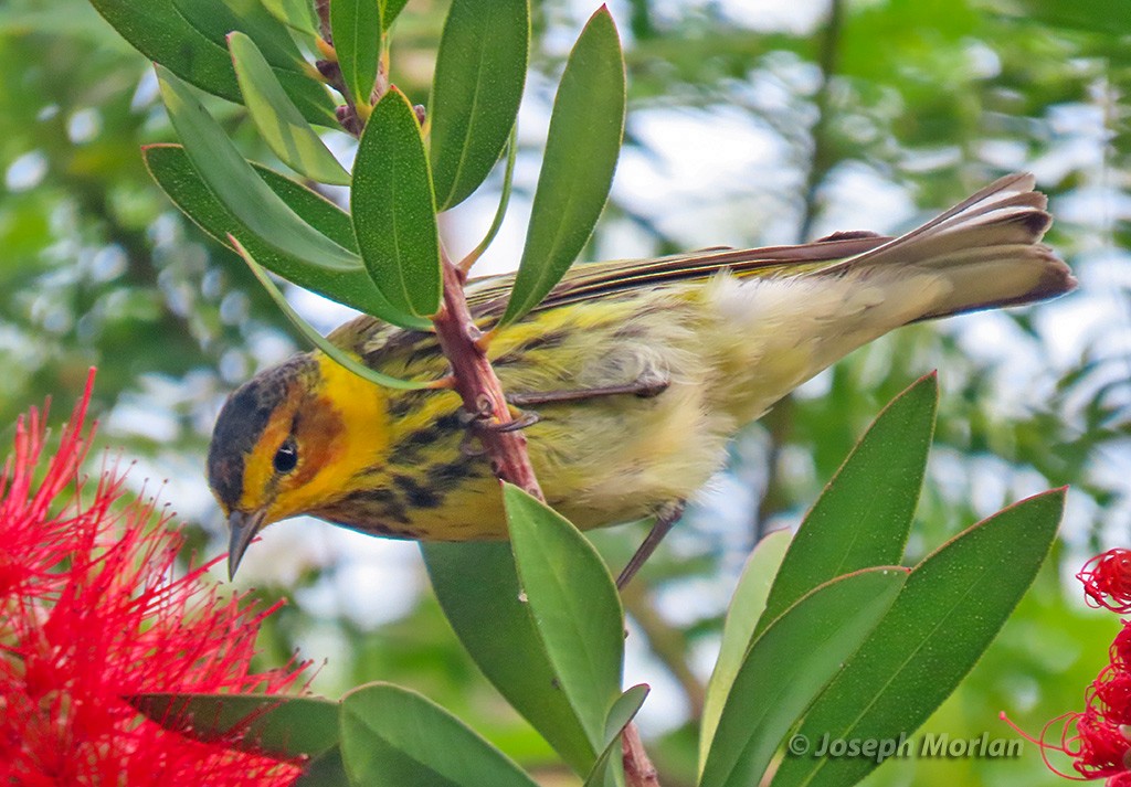 Cape May Warbler - ML619011307