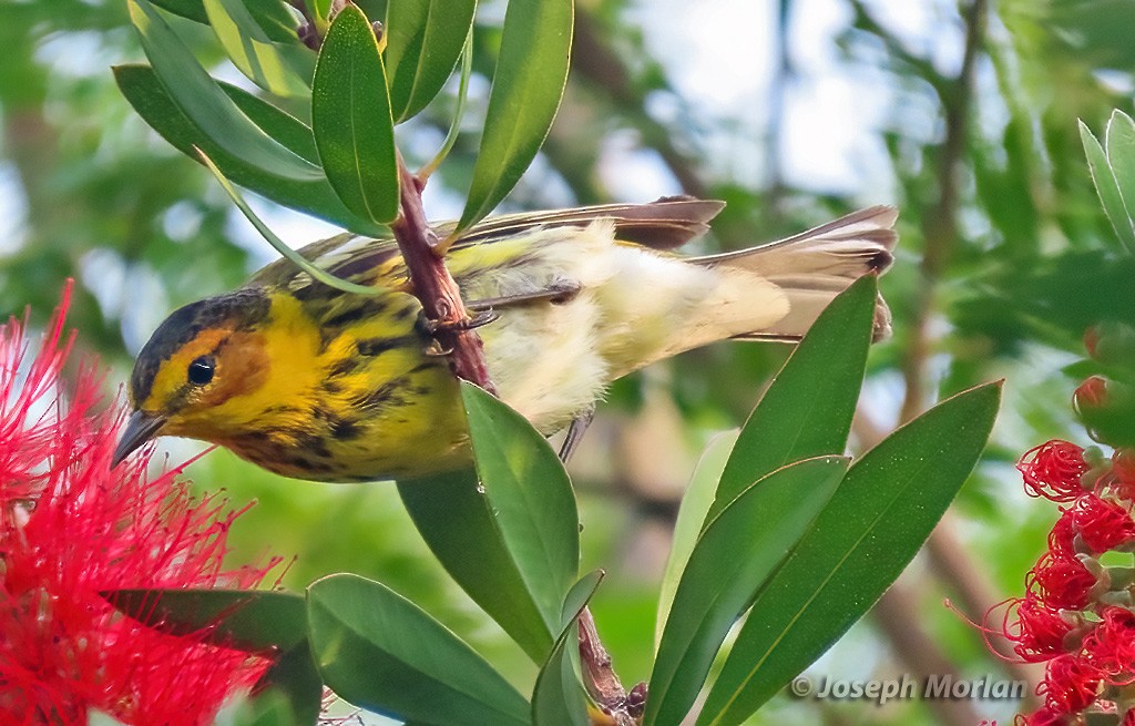 Cape May Warbler - ML619011308