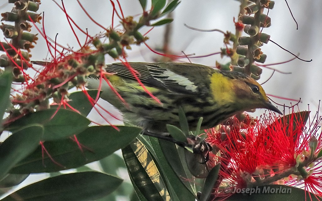 Cape May Warbler - ML619011310