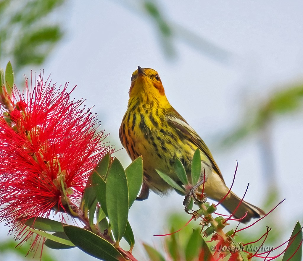 Cape May Warbler - ML619011311