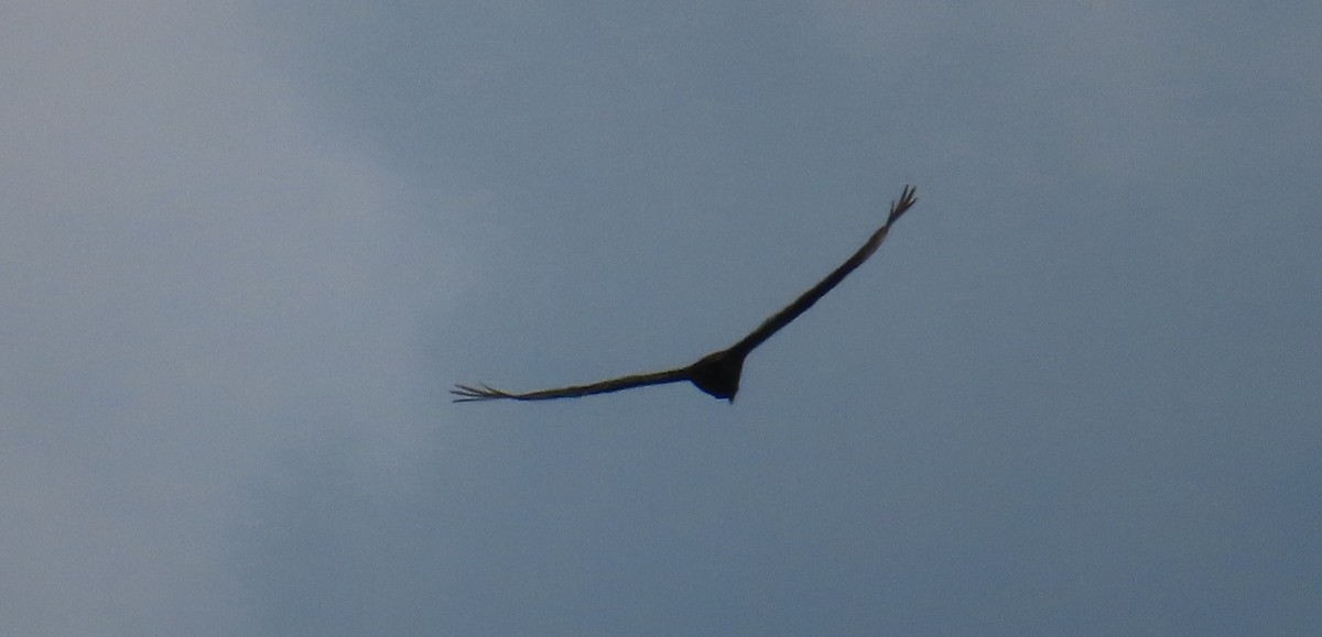 Turkey Vulture - ML619011356