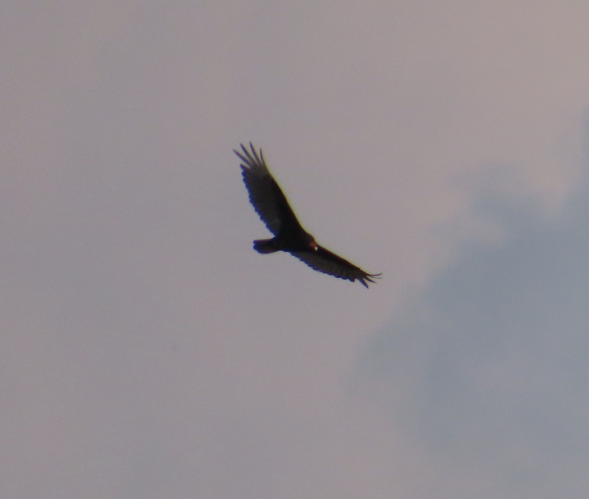 Turkey Vulture - ML619011358