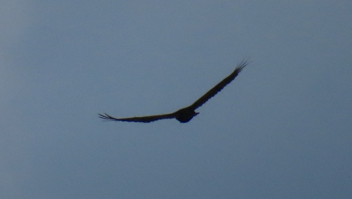 Turkey Vulture - ML619011359