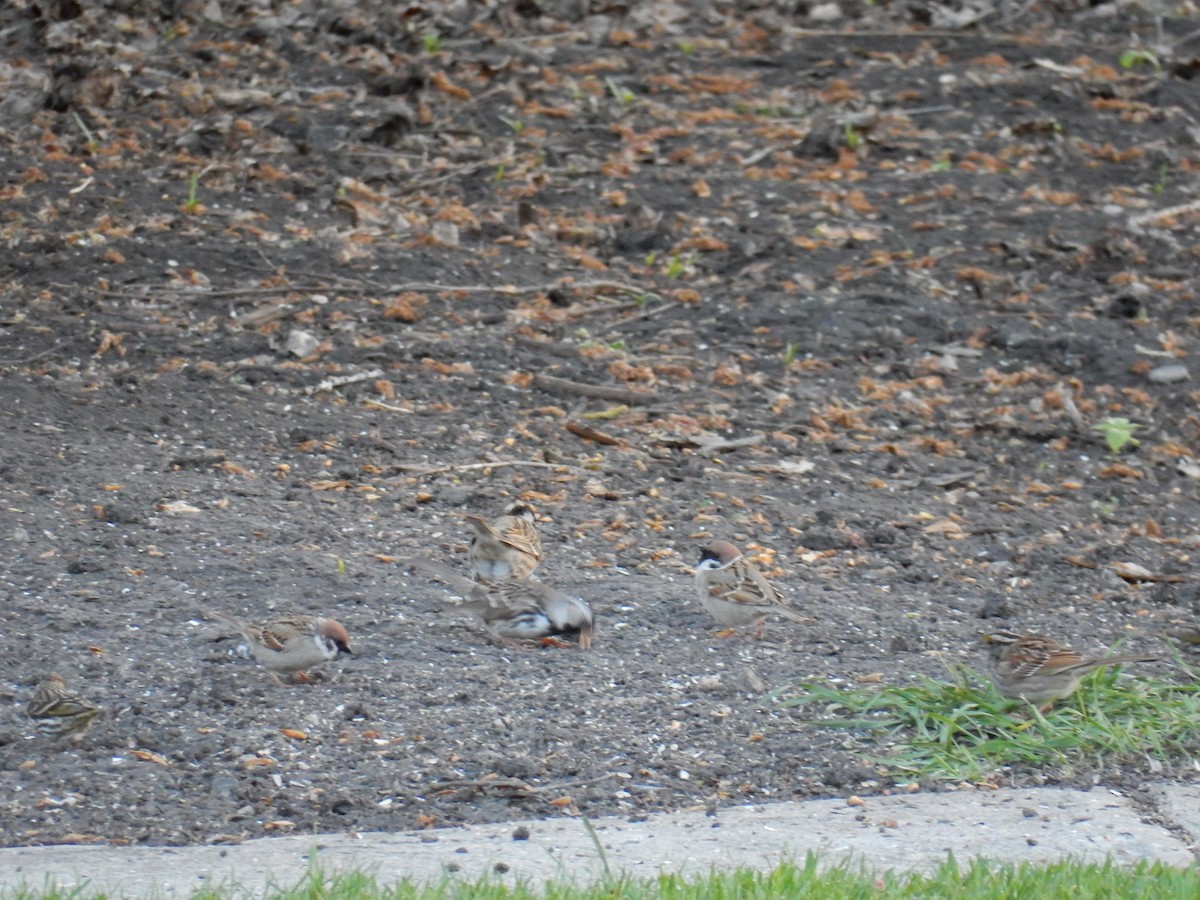 Eurasian Tree Sparrow - ML619011432