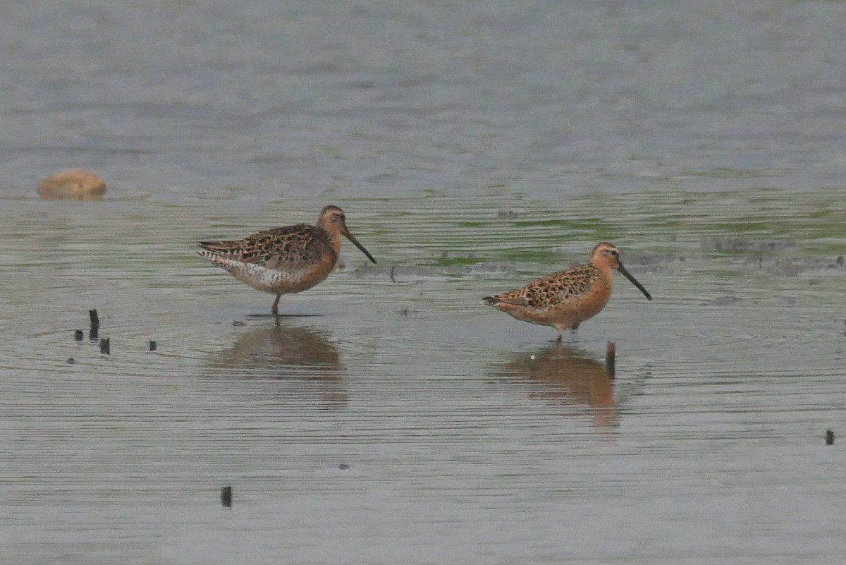 Long-billed Dowitcher - ML619011450