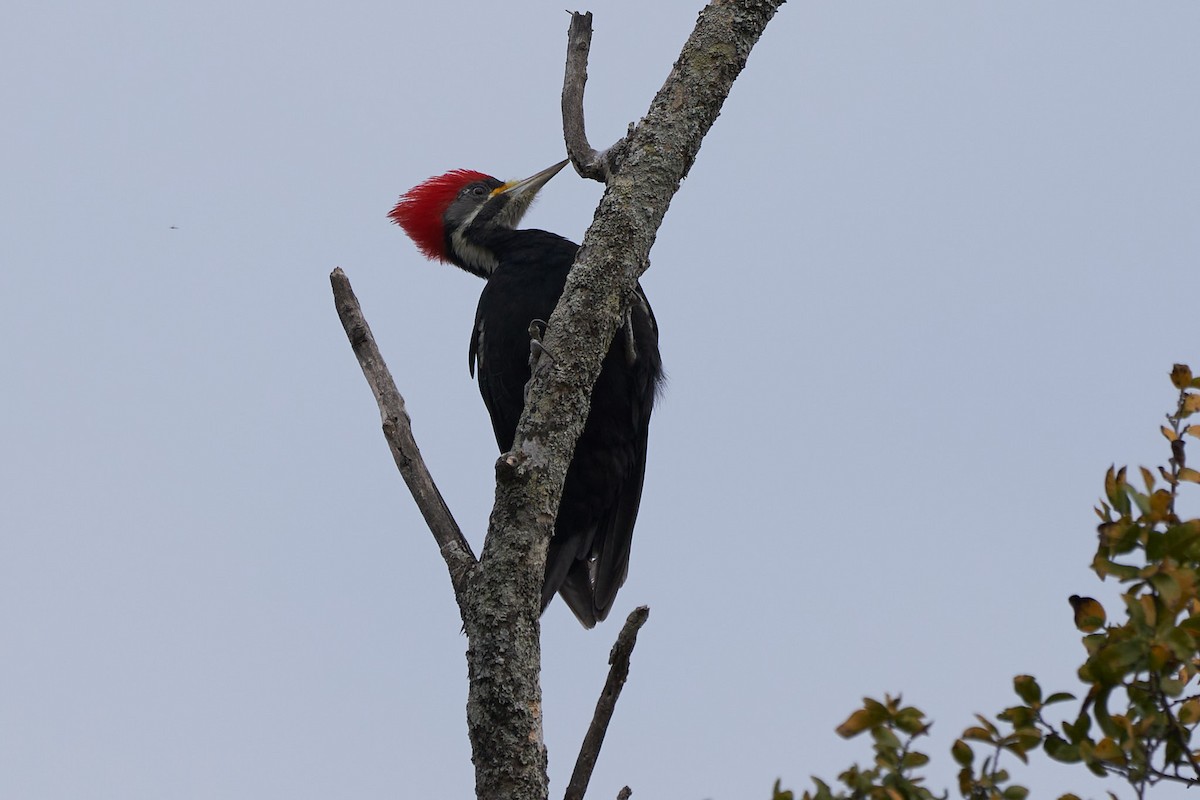 Black-bodied Woodpecker - ML619011476