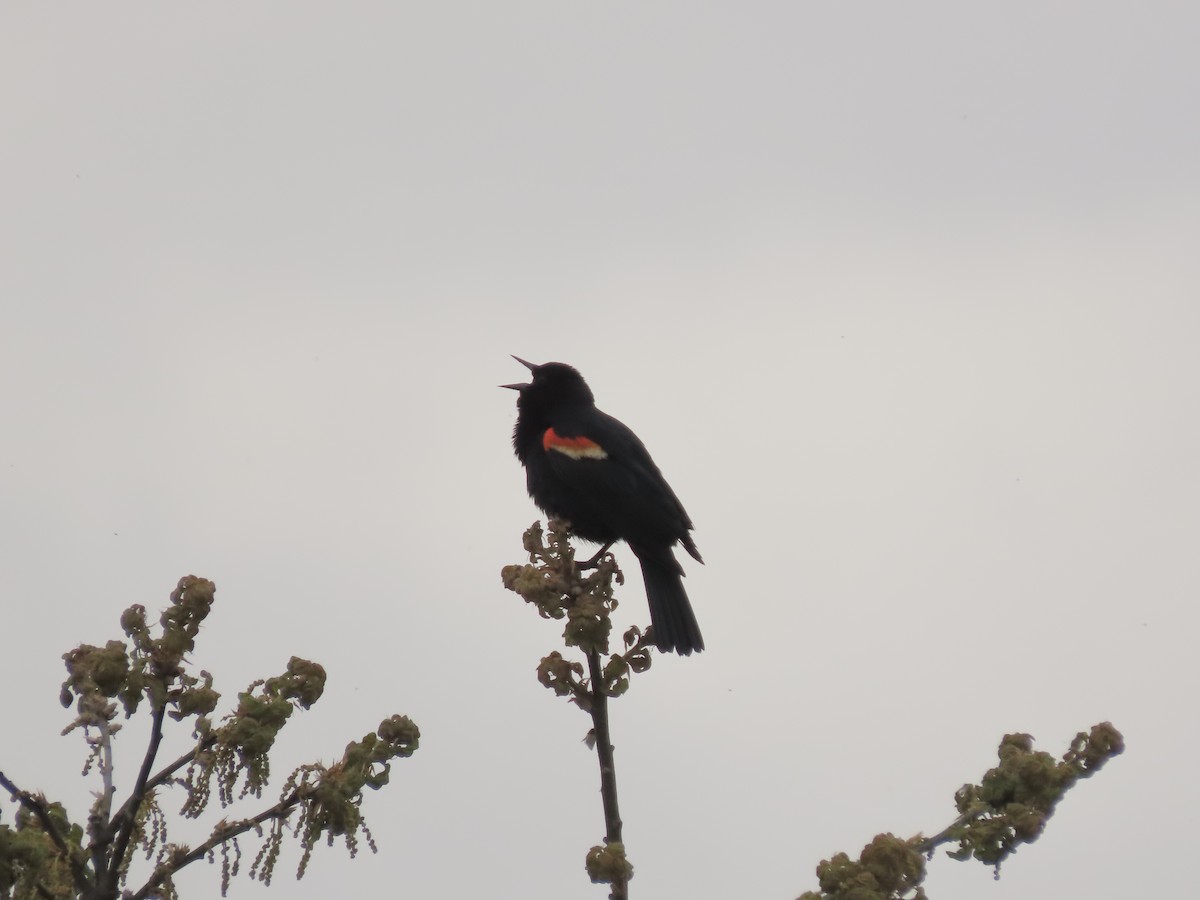 Red-winged Blackbird - Eileen LeFrancois