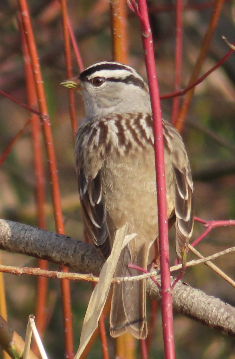 White-crowned Sparrow - Sylvie Gagnon