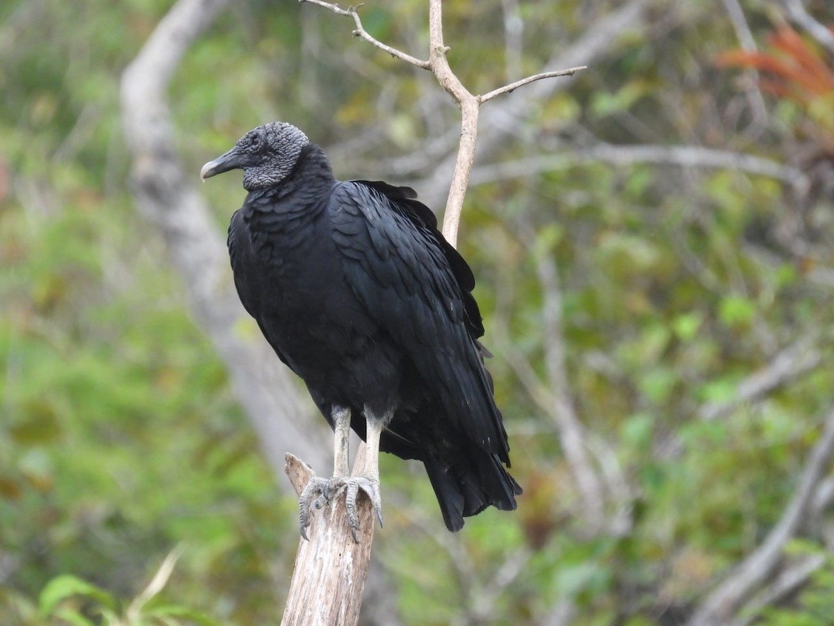 Black Vulture - Pichuchero X