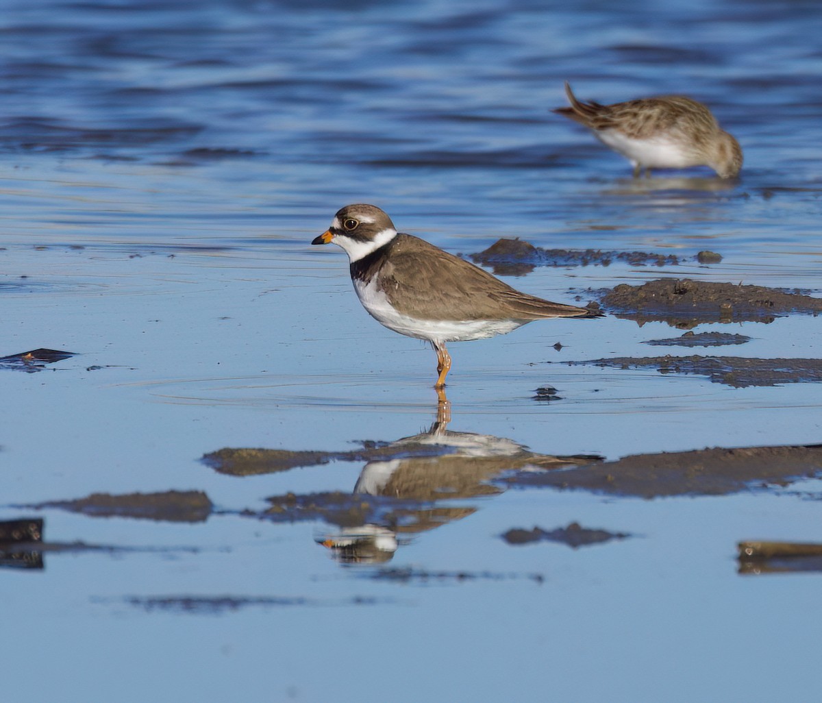 Semipalmated Plover - ML619011568