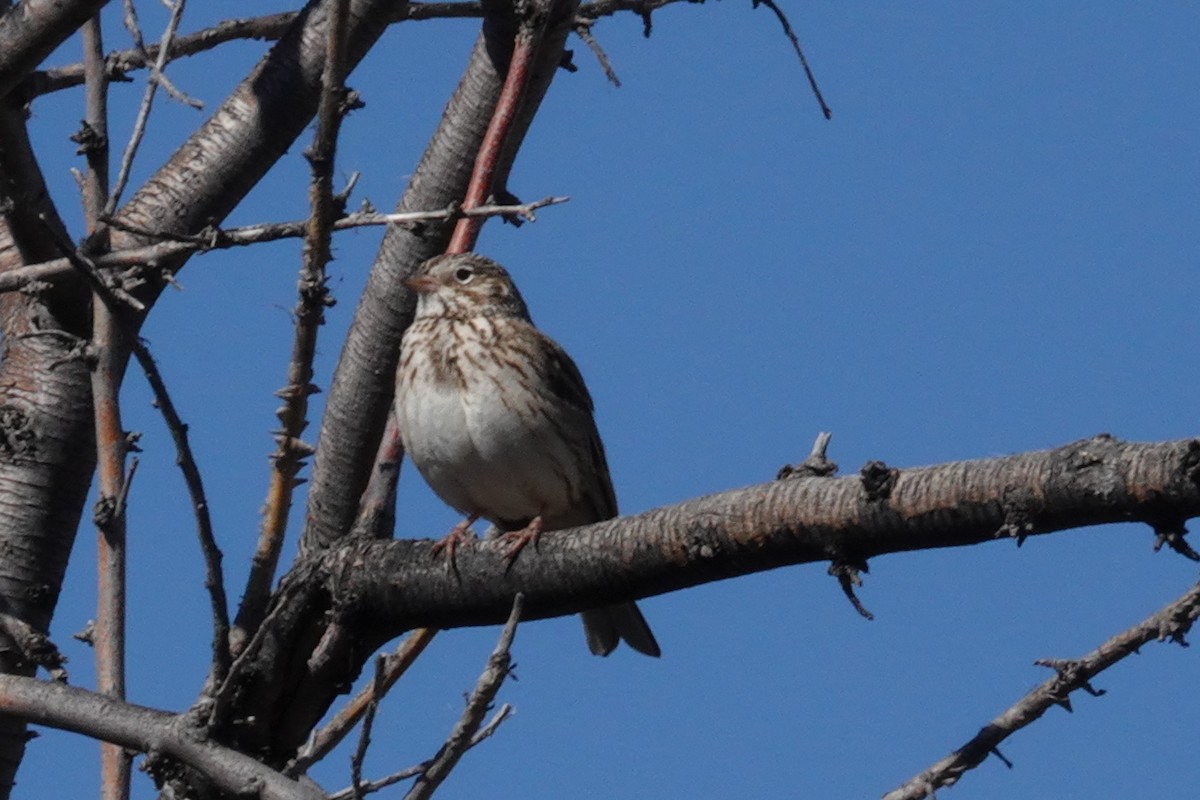 Vesper Sparrow - ML619011586