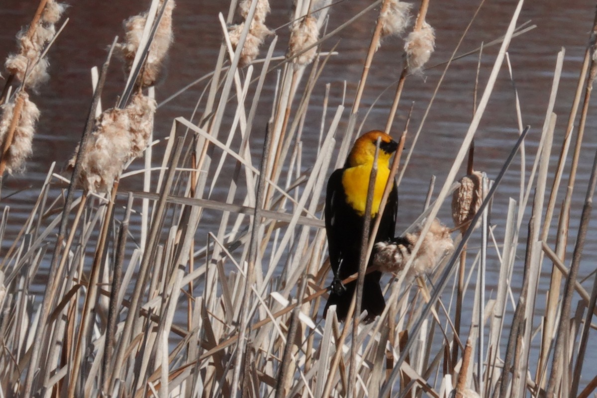 Yellow-headed Blackbird - ML619011597