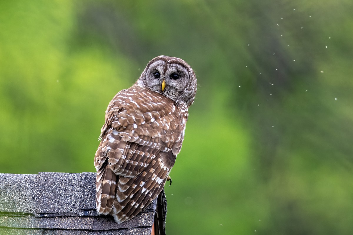 Barred Owl - ML619011650