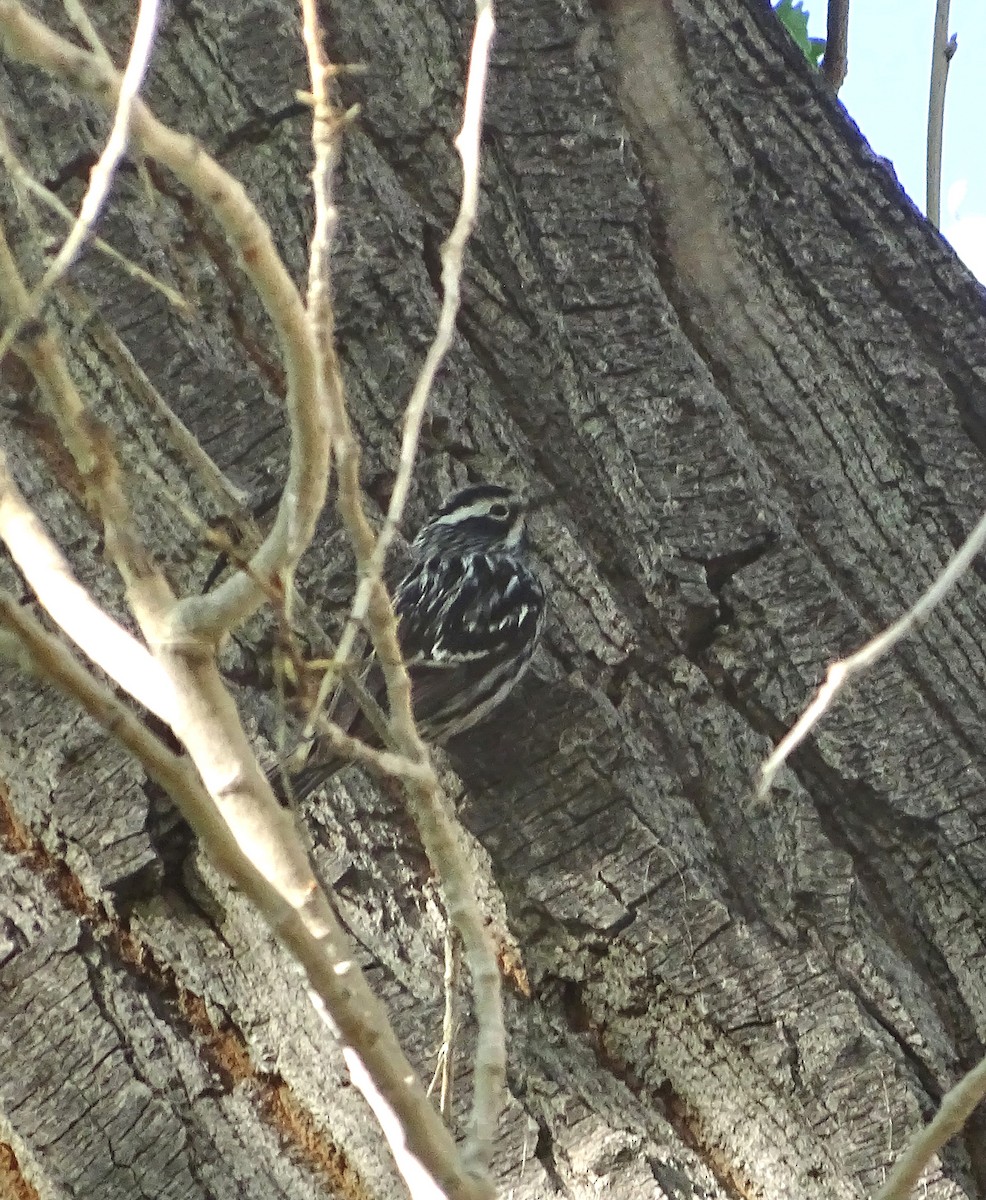 Black-and-white Warbler - ML619011656