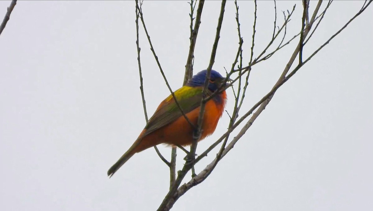 Painted Bunting - AiLeng Chan