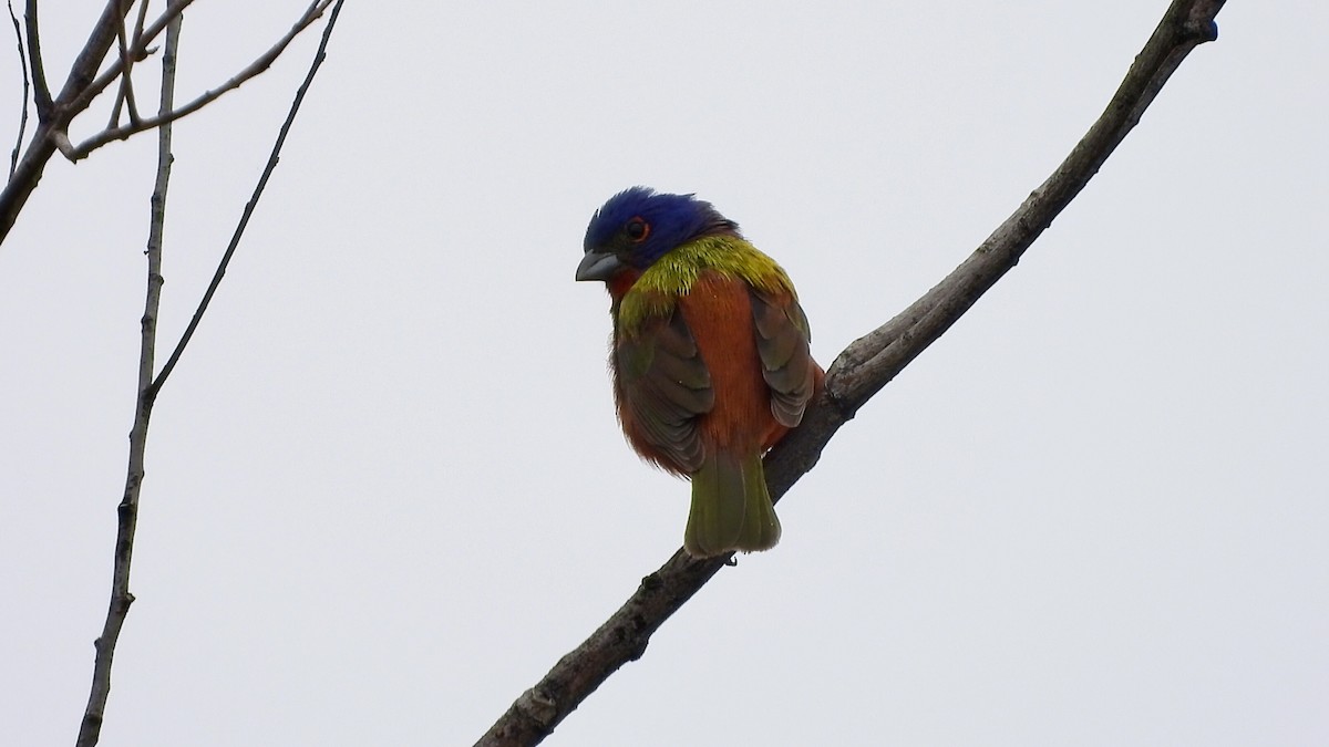 Painted Bunting - AiLeng Chan