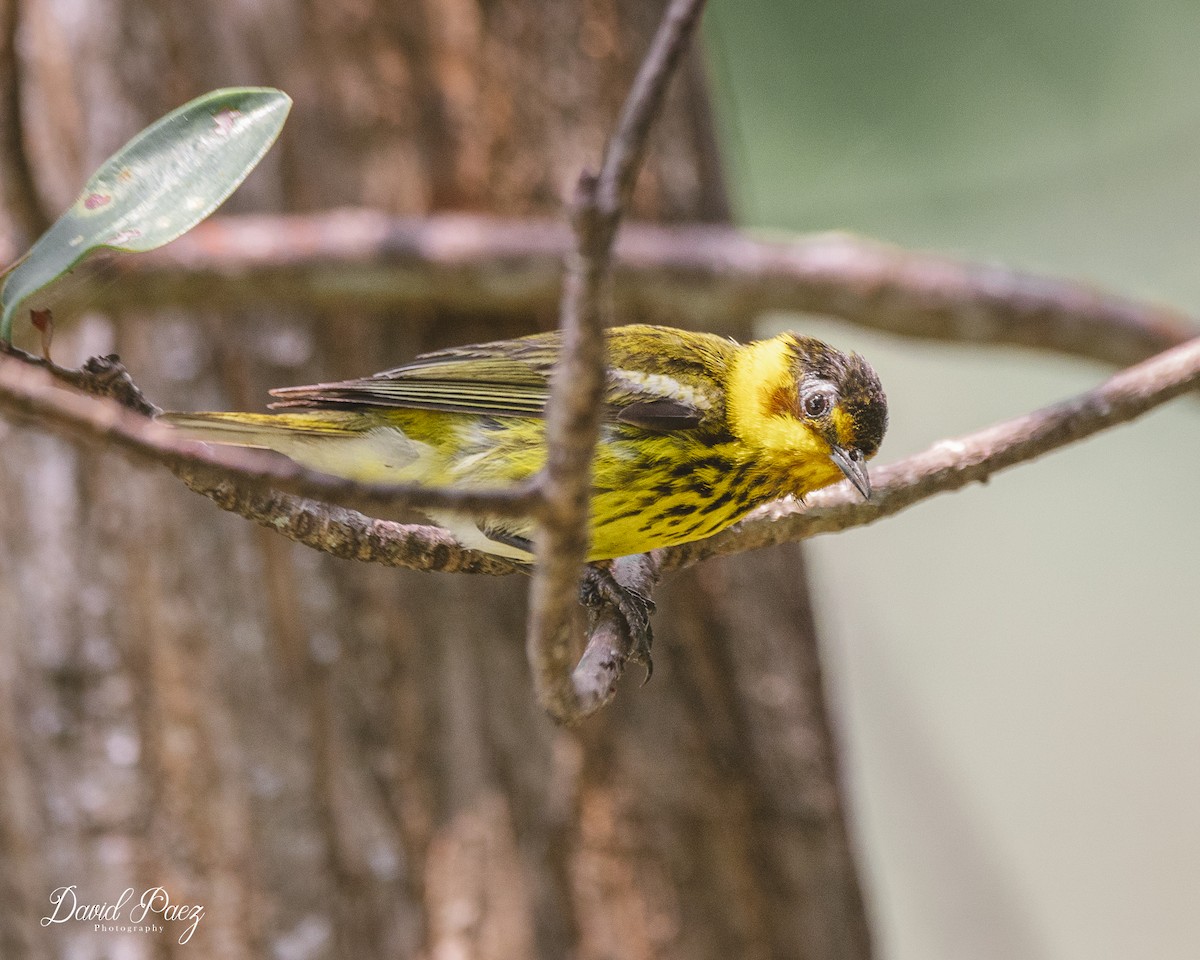 Cape May Warbler - ML619011713