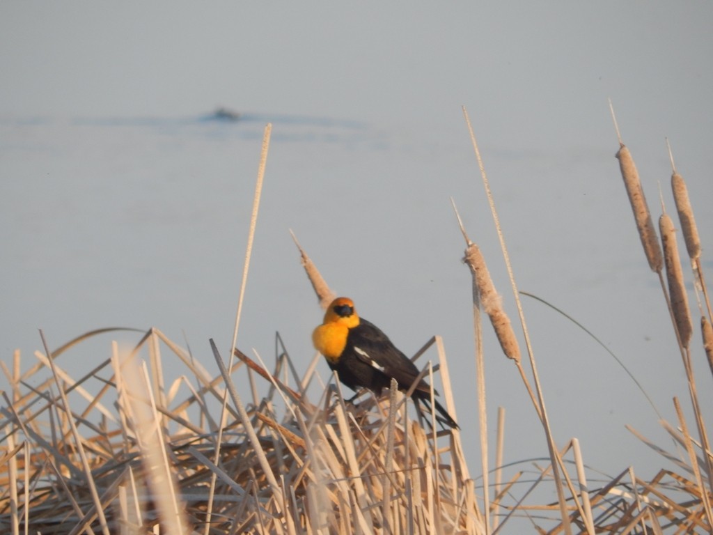 Yellow-headed Blackbird - ML619011722
