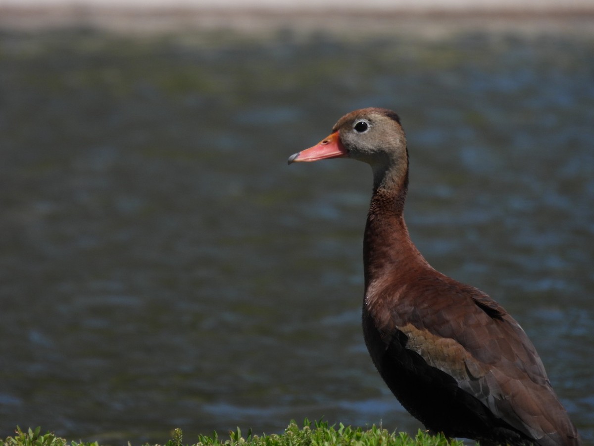Black-bellied Whistling-Duck - ML619011725