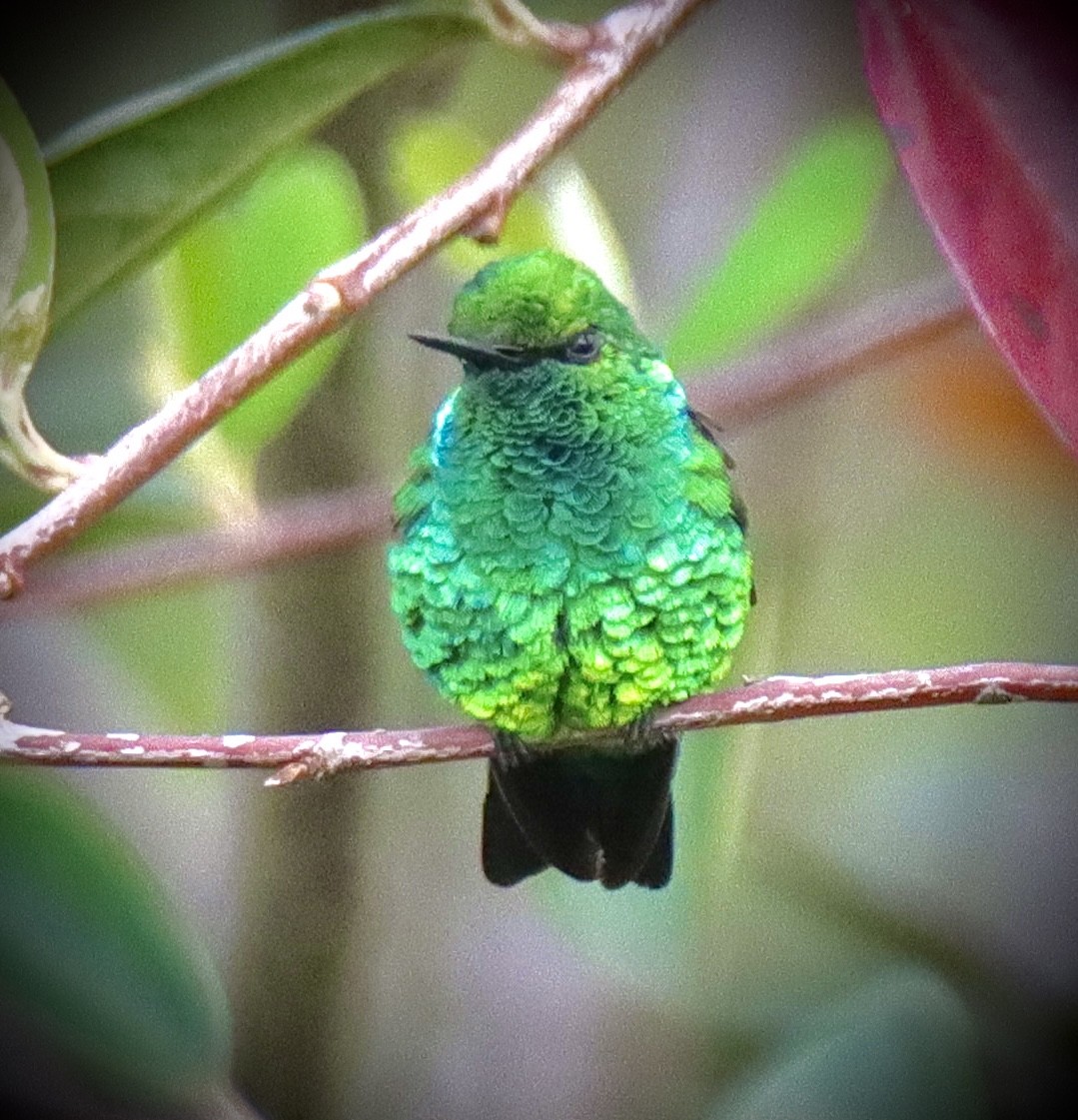 kolibřík blýskavý - ML619011734