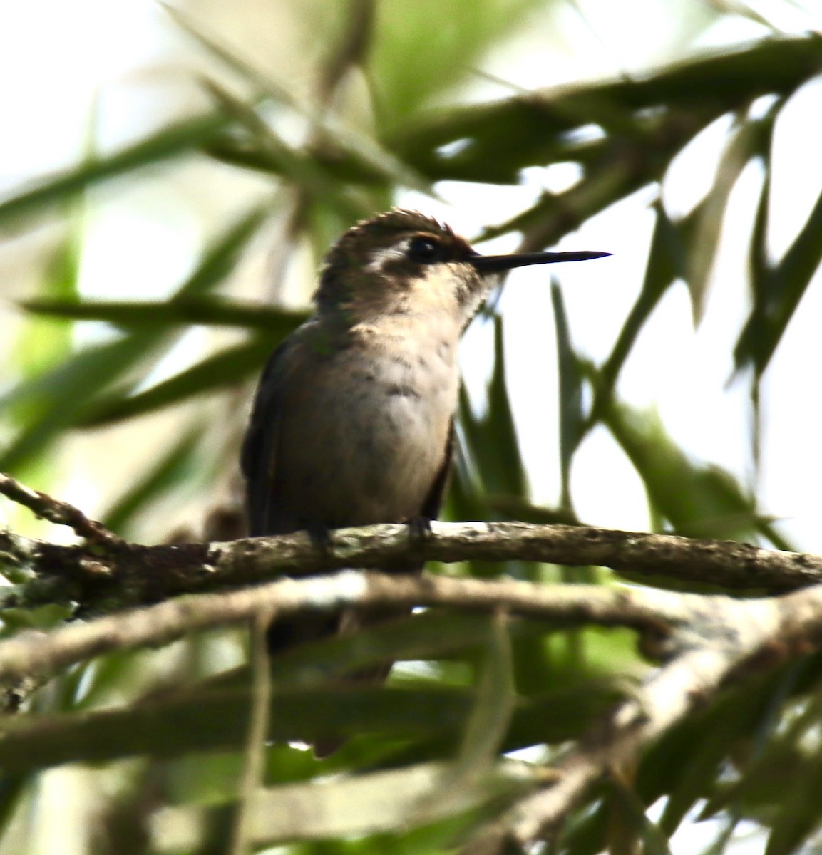 kolibřík blýskavý - ML619011735
