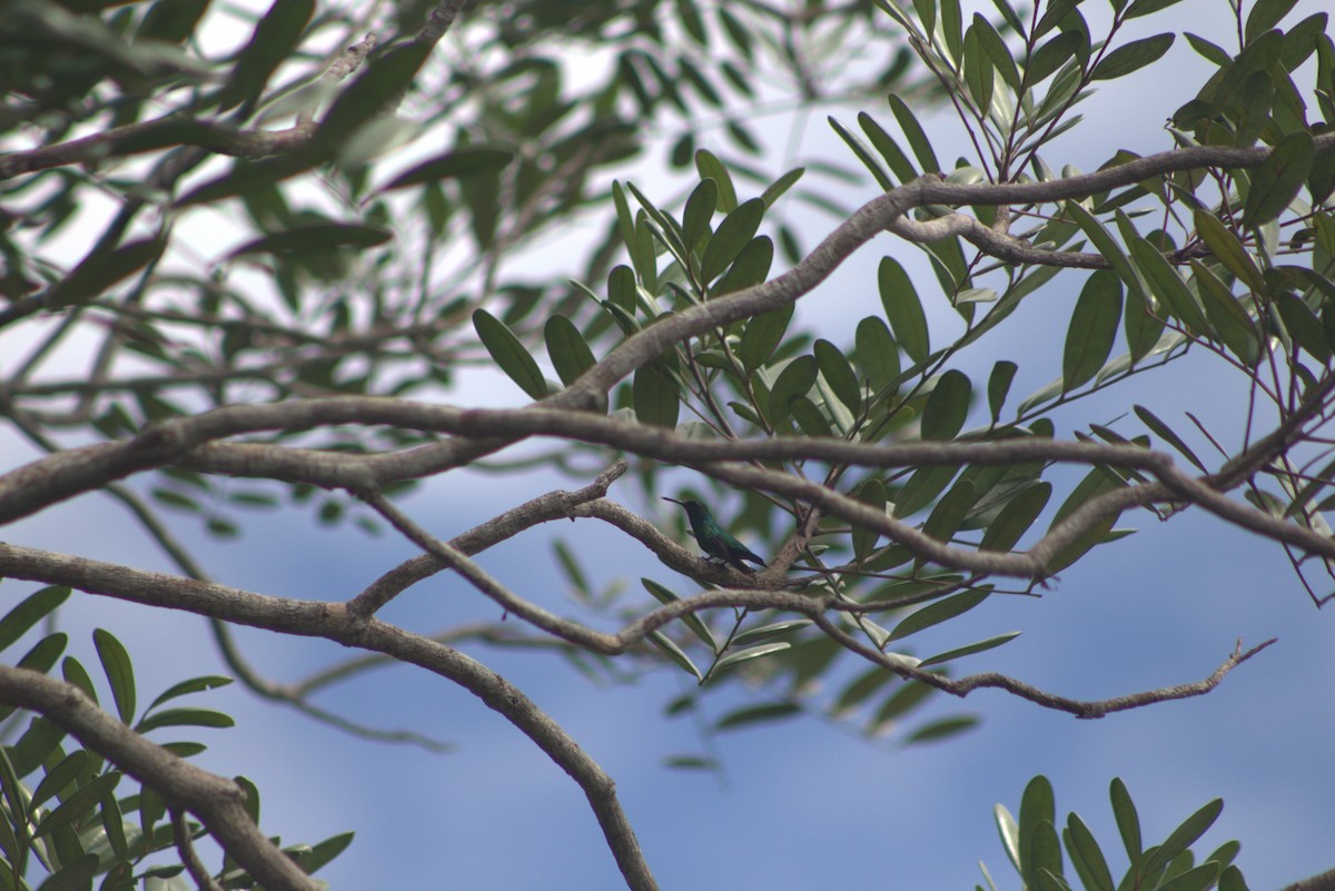 kolibřík tropický - ML619011743