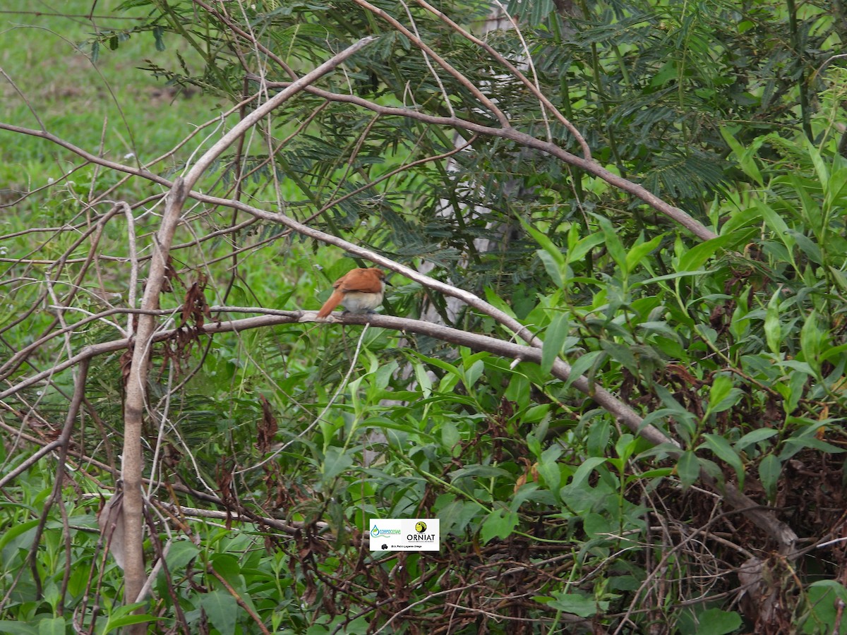 Yellow-chinned Spinetail - ML619011756