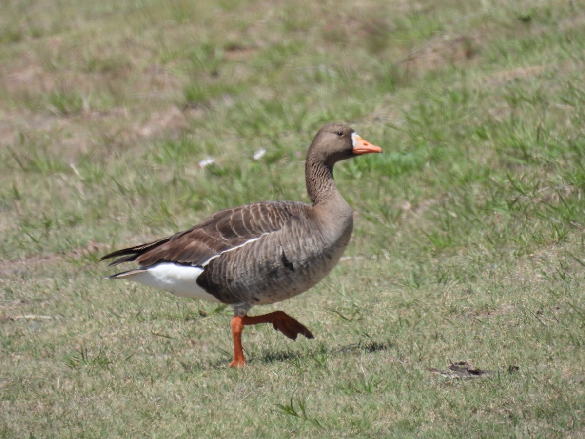 Greater White-fronted Goose - Sam Reitenour