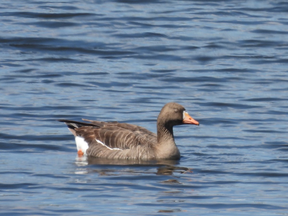 Greater White-fronted Goose - Sam Reitenour