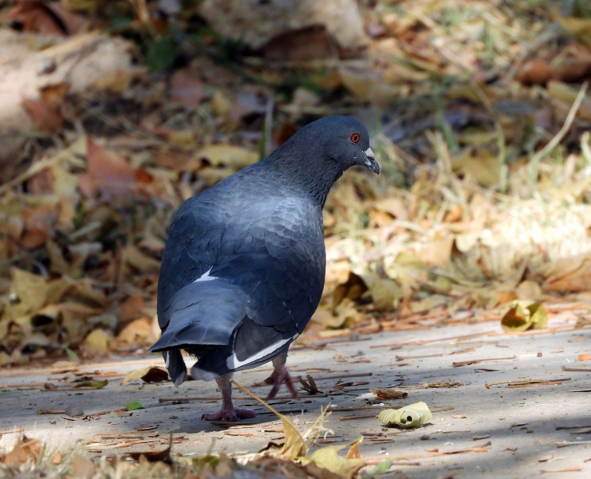 Rock Pigeon (Feral Pigeon) - ML619011780