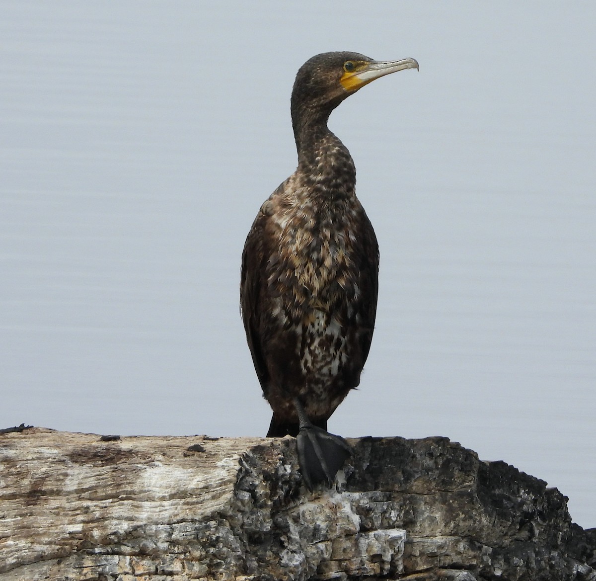 Great Cormorant - Rodney van den Brink