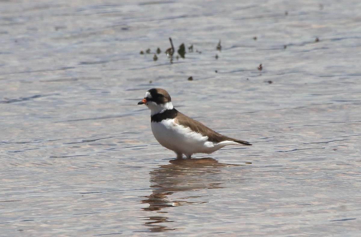 Semipalmated Plover - ML619011839