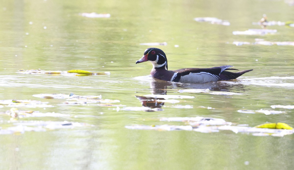 Wood Duck - Andy Gee