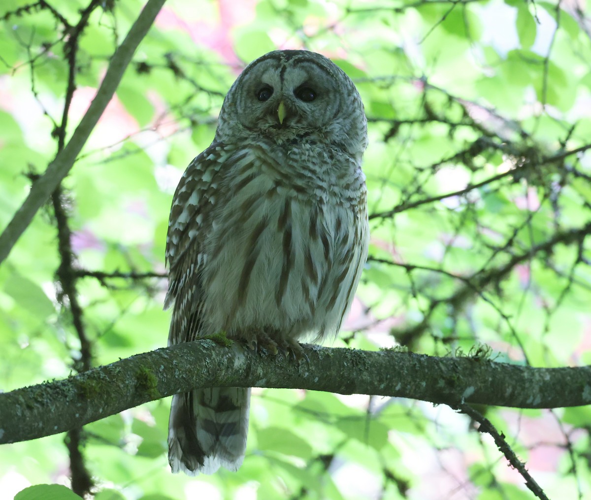 Barred Owl - Andy Gee